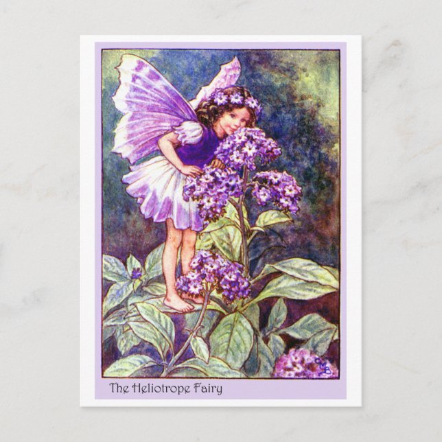 Heliotrope Fairy Postcard (Front)