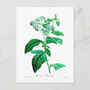 Heliotropium corymbosum postcard