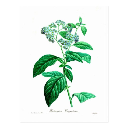 Heliotropium corymbosum postcard