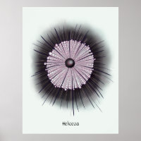 Heliozoa Microbe Microbiology Digital Art