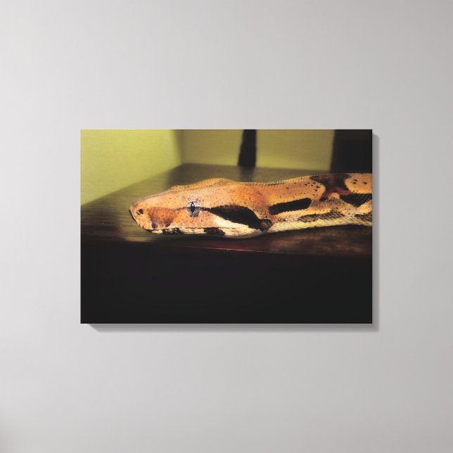 Helix, Boa constrictor imperator Canvas Print (Front)