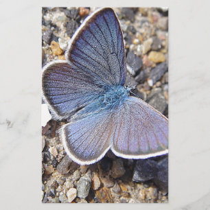 Hellblauer Schmetterling Stationery