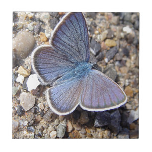 Hellblauer Schmetterling Tile