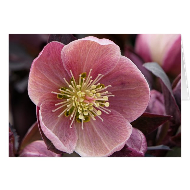Hellebore (Devant horizontal)