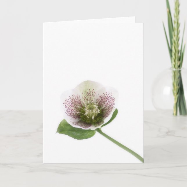 Hellebore blank greetings card (Front)