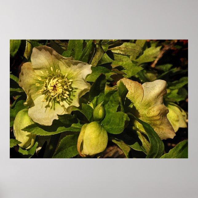 Hellebore Lenten Rose Poster (Front)