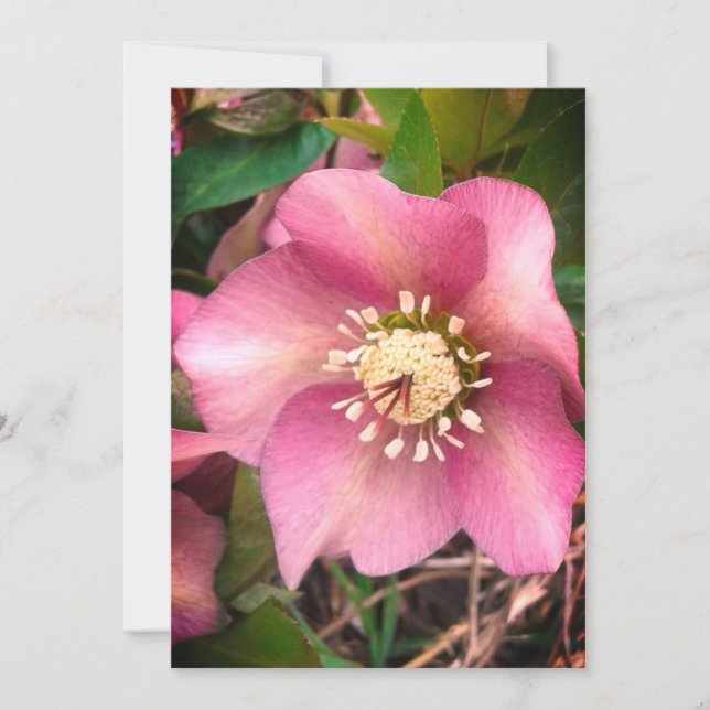 Hellebore Spring Flower Blank Card (Front)