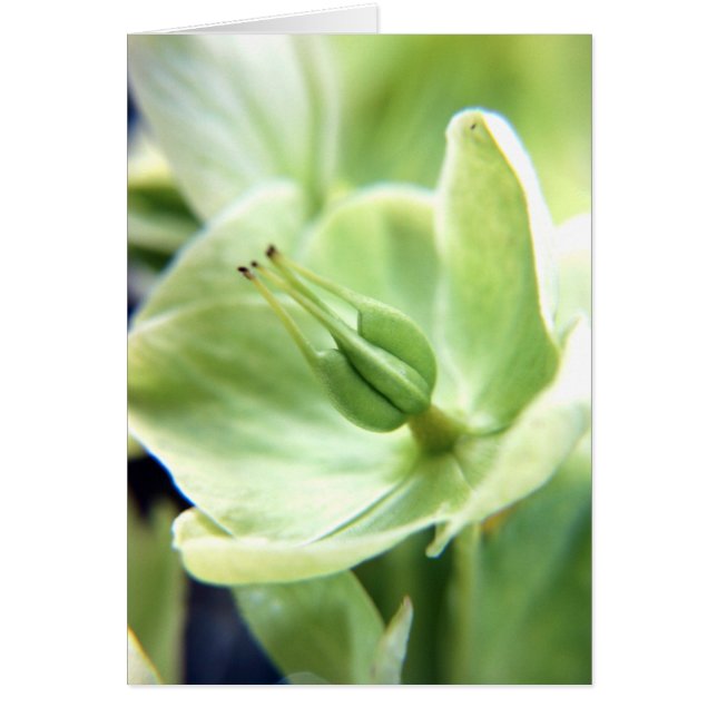 Hellebore (vert) (Devant)
