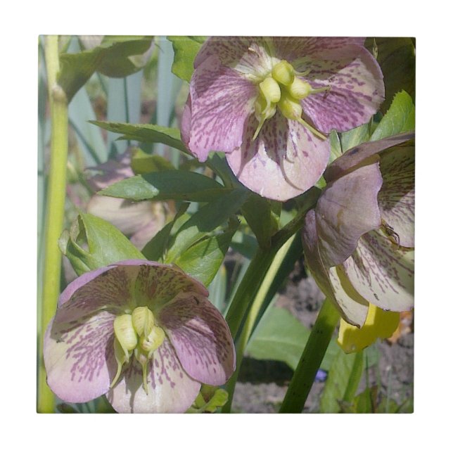 Hellebores Tile (Front)