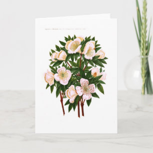Helleborus niger (Christmas Rose) Holiday Card