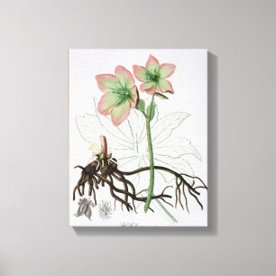 Helleborus Niger from 'Phytographie Medicale' by J Canvas Print