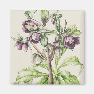 Helleborus Orientalis from Helen Ballard Magnet