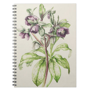 Helleborus Orientalis from Helen Ballard Notebook