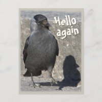 Hello again CC0518 Jackdaw Postcard