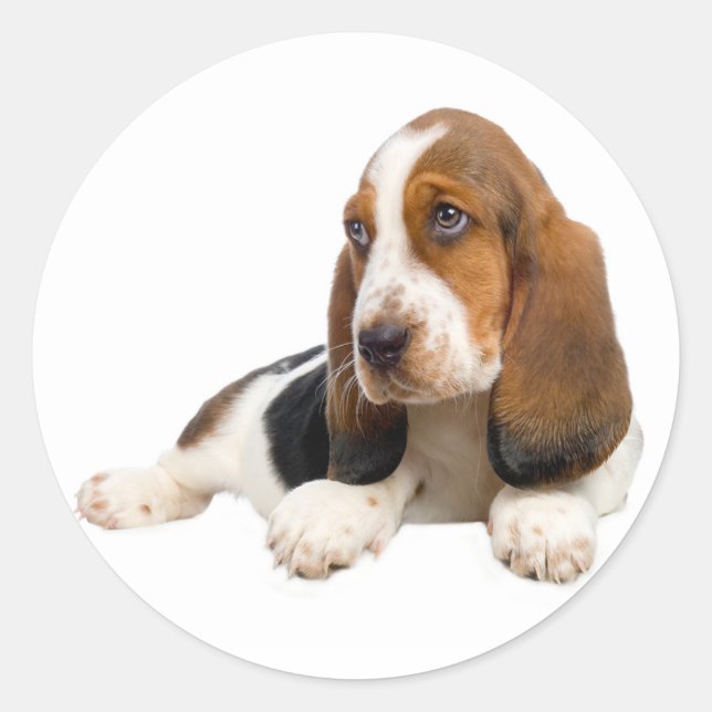 Hello Basset Hound Puppy Dog Sticker / Label (Front)