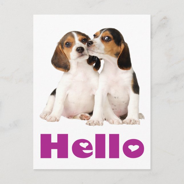 Hello Beagle Puppy Dog Greeting Post Card (Front)