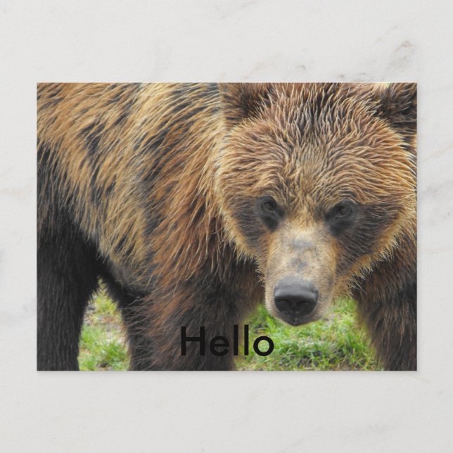 Hello bear postcard (Front)