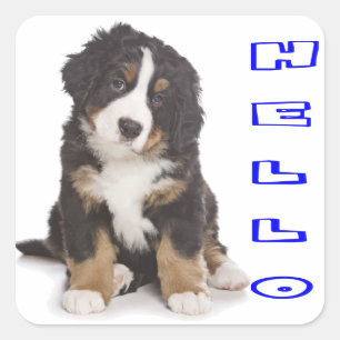 Hello Bernese Mountain Puppy Dog Sticker / Seal