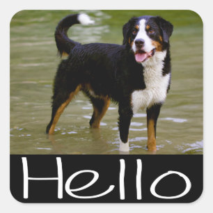 Hello Bernese Mountain Puppy Dog Sticker / Seal