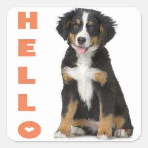 Hello Bernese Mountain Puppy Dog Sticker / Seal