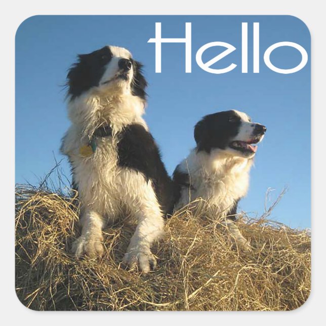 Hello Black And White Border Collie Puppy Dog Square Sticker (Front)