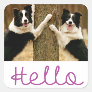 Hello Black And White Border Collie Puppy Dog Square Sticker
