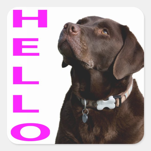 Hello Black Brown Labrador Retriever Sticker Label (Front)