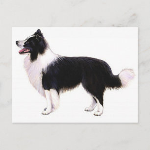 Hello Border Collie Puppy Dog Graphic Post Card
