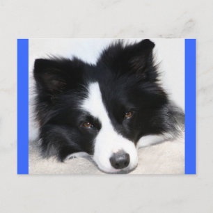 Hello Border Collie Puppy Dog Post Card