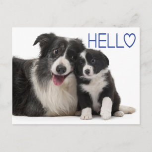 Hello Border Collie Puppy Dog - Thinking of You Postcard