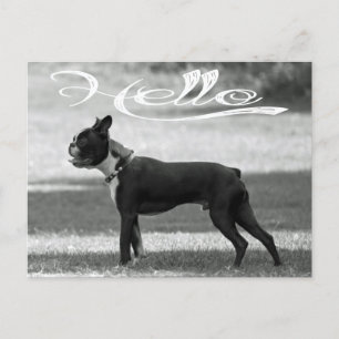 Hello Boston Terrier Puppy Dog Greeting Post Card