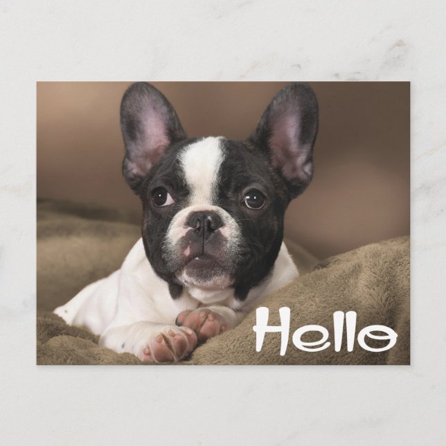Hello Boston Terrier Puppy Dog Thinking of You Postcard (Front)