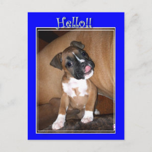 Hello boxer puppy postcard