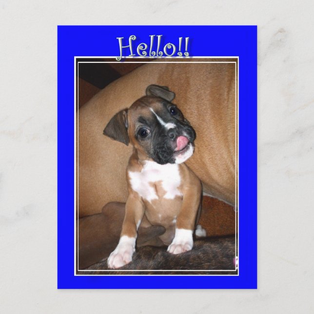 Hello boxer puppy postcard (Front)