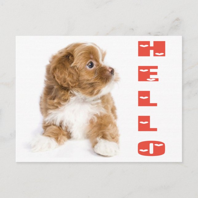 Hello Brown And White Havanese Puppy Dog Postcard (Front)