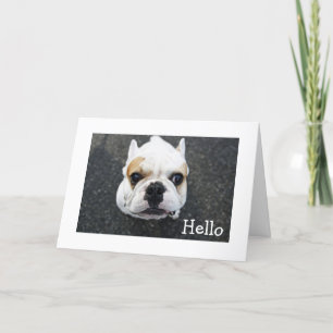 Hello  Bulldog Greeting Card - Verse