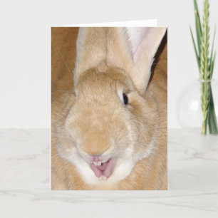 Hello bunny card