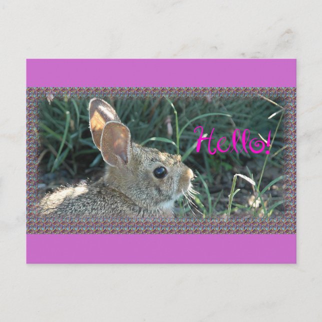 Hello Bunny Postcard (Front)