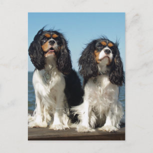 Hello Cavalier King Charles Spaniel Puppy Dog Postcard