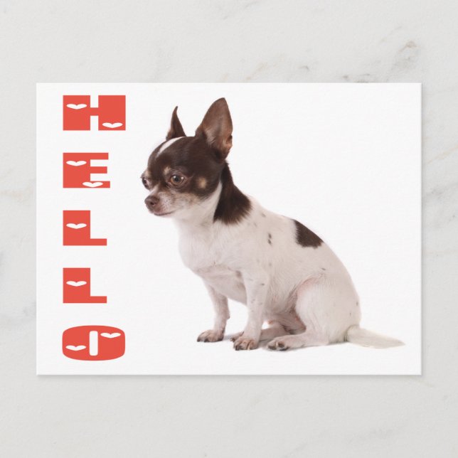 Hello Chihuahua Puppy Dog Post Card (Front)