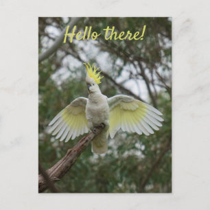 Hello! Cockatoo Parrot Bird Open Wings Personalise Postcard