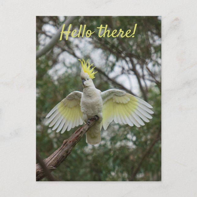 Hello! Cockatoo Parrot Bird Open Wings Personalise Postcard (Front)