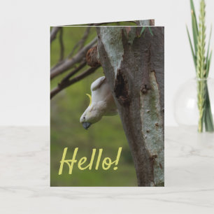 Hello! Cockatoos in a Tree Australia Card