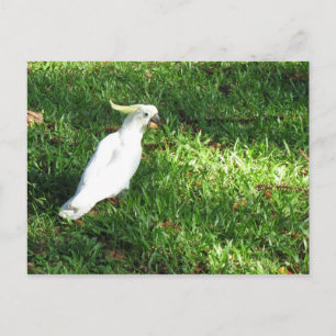 Hello Cocky Postcard