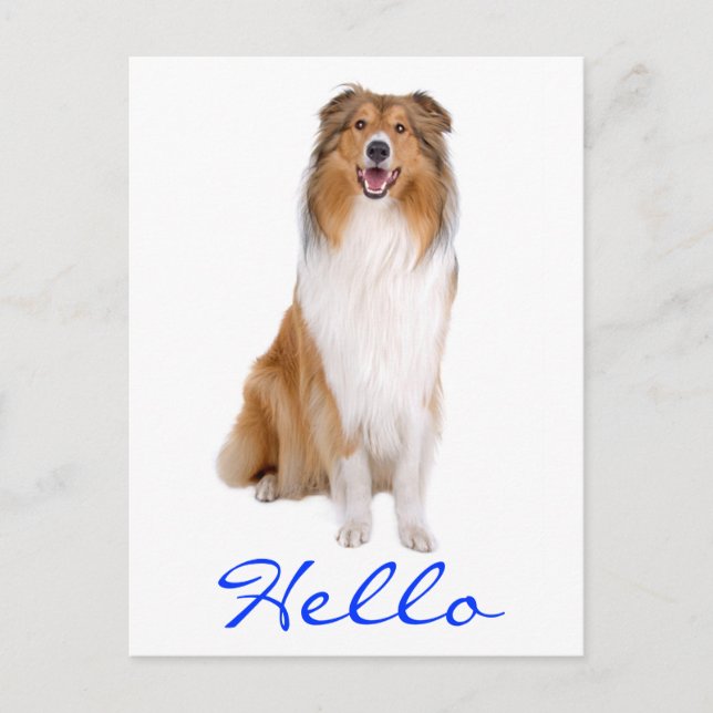 Hello Collie Puppy Dog Greeting Postcard (Front)