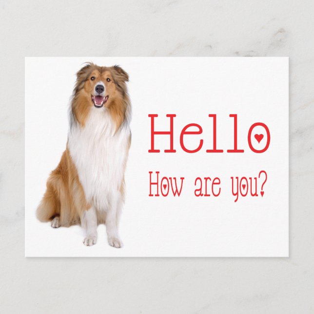 Hello Collie Puppy Dog Thinking of You Postcard (Front)