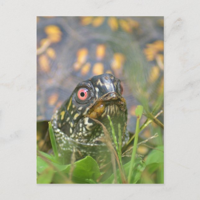 Hello! Curious Turtle Postcard (Front)