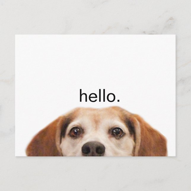 Hello Cute Funny Beagle Dog Nose Postcard (Front)