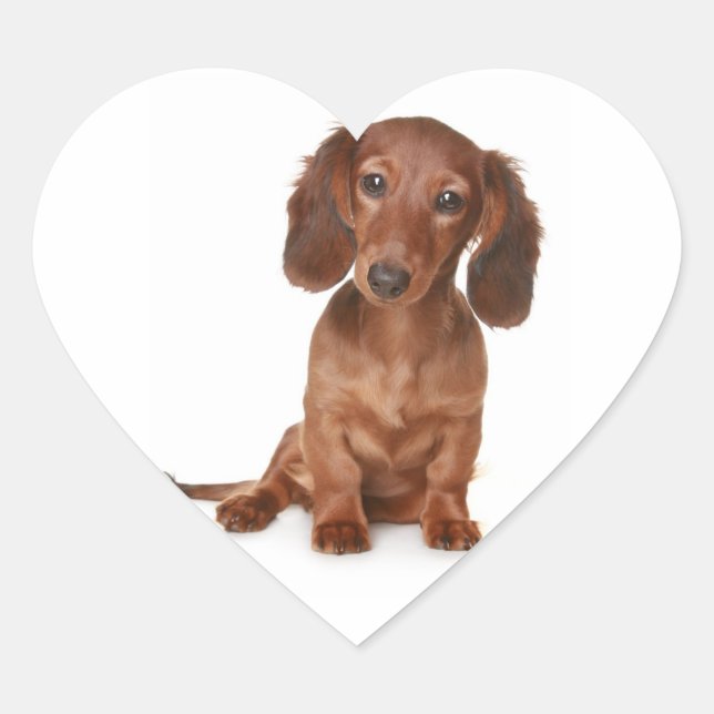 Hello Dachshund Puppy Dog Sticker / Label (Front)