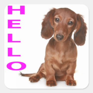 Hello Dachshund Puppy Dog Sticker / Label